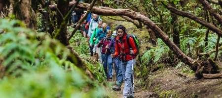 Hiking in the laurel forest